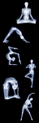 Peervue Peervue Yoga Anatomy Yoga Benefits Yoga