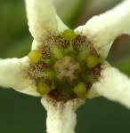 Image result for Stomatostemma monteiroae