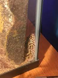 You should try to replicate this in a leopard geckos enclosure as much as possible as this will help them to feel safe and secure. This Is What My Leopard Gecko Decided Was A Good Sleeping Position Animalsbeingderps