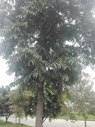 Image result for Cedrela