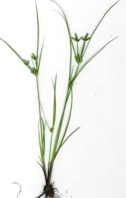 Image result for Cyperus pectinatus