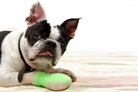 How To Keep Bandages On A Dog Lovetoknow