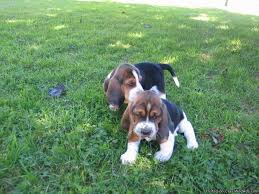Bassethounds have a docile, lazy, and stubborn temperament but love children. Akc Basset Hound Puppies For Sale For Sale In Bellville Ohio Classified Americanlisted Com