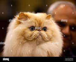 Long haired baby cat hi-res stock photography and images