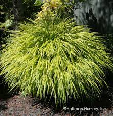 Hakonechloa macra 'all gold' is a new dwarf form of japanese forest grass that creates an appealing bright spot in the shady or woodland garden. Hakonechloa Macra All Gold Hoffman Nursery