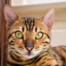 Bengal Cat With Beautiful Green Eyes Bengal Cat Cats Beautiful Green Eyes