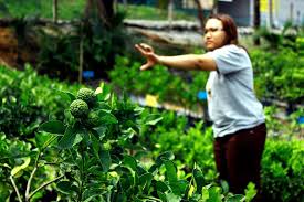 Ini kerana rumput yang tumbuh akan mengganggu pertumbuhan anak pokok limau. 234 Pokok Limau Purutku