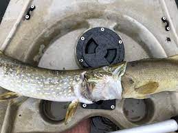 Check spelling or type a new query. Amazing Fish Tale Northern Pike Dies After Biting Off More Than It Can Chew Newyorkupstate Com