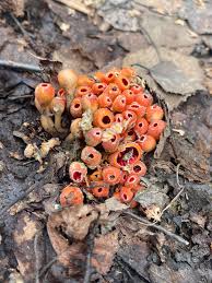 Image result for Cordylostigma microcalum