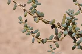 Image result for Suaeda articulata