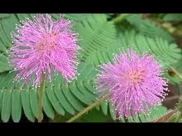 How To Grow Sensitive Plants Mimosa Pudica In Hindi Youtube