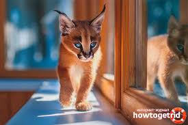 Karakulak Cins Tanimi Ve Kedi Karakteri