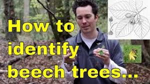 Maplestone ornamentals is known for selling an amazing selection of various rare and unusual plants. Tree Id Beech Fagus Sylvatica Beechnut Or European Beech Copper Beech Dawyck Weeping Beech Uk Youtube