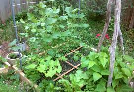 Do green beans regrow after picking? How To Grow Green Beans