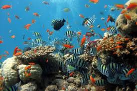 Untuk pemeliharaan ikan laut memang terbilang jauh lebih sulit dari pada. 11 Ikan Hias Air Laut Terbaik Yang Mudah Didapatkan Dan Dipelihara Bukareview