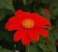 Image result for Tithonia