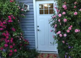 Роза kordes (сорт 'rose der hoffnung®'). Stop And Smell The Roses Finegardening