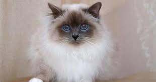 Pictures Of Birman Cats In 2020 Cats Birman Cat Kittens Cutest