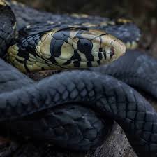 Image result for Spilotes pullatus