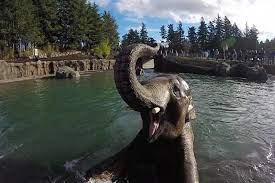 Welcome To The Oregon Zoo The Wildest Place In Oregon On 64 Acres In The West Hills Of Portland The Zoo Is A World Community O Wildlife Education Oregon Zoo