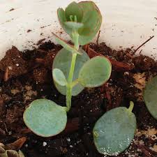 Hey develop more of a blue/green hue in brighter sun. Kalanchoe Marnieriana Marnier S Kalanchoe In Gardentags Plant Encyclopedia