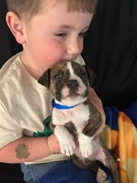 I got a bull massive red nose mix I'm trying to breed