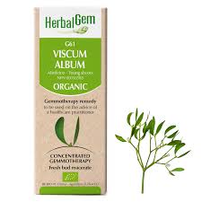 Image result for Viscum littorum