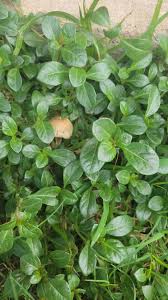 Image result for Alternanthera caracasana
