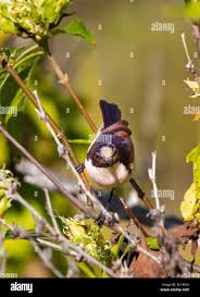 Image result for Anisotes