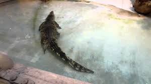 Elle est non seulement le plus vieux zoo de paris,ouvert en 1794, mais c'est aussi un espace de promenade qui mérite le détour. Menagerie In Jardin Des Plantes Crocodile Youtube