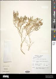 Image result for Zygophyllum simplex