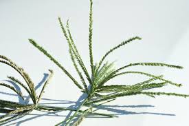 Image result for Eleusine