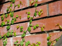 薜荔適當的水和半日照 crafts growing wood