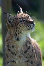 41 For The Heart Ideas Animals Beautiful Beautiful Cats Cute Animals