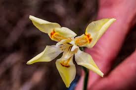 Image result for Dietes flavida