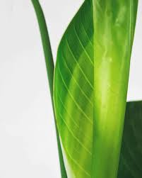 You aren't going to be breaking the bank with this purchase and it will serve you very well and your bird of paradise. Why Bird Of Paradise Leaves Don T Open And What You Can Do To Help The Healthy Houseplant