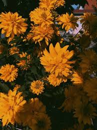 Aesthetic Black And Yellow Flowers Pin By Shayla Mitchell On My Yellow Aesthetic Orange Aesthetic Green Aesthetic