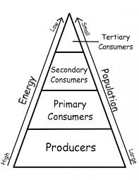Ecology Trophic Transfer Of Energy In An Ecosystem Energy Pyramid Biology Classroom Ecosystems