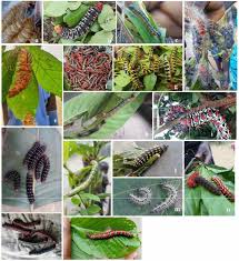 Image result for Millettia eetveldeana