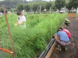 アスパラガス採りっきり栽培 2020年8月の農地巡回 多摩市の農産物応援サイト Agri Agri ブログ