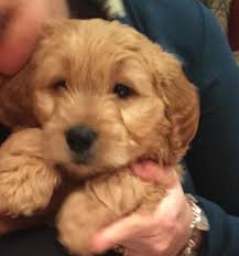 Home raised goldendoodle puppies located at our country estate at american goldendoodle we take pride in hand raising our puppies. Mini Goldendoodle Puppy For Sale Boy For Sale In Thousand Oaks California Classified Americanlisted Com