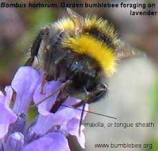 Lavender Has A Fairly Deep Corolla Before The Nectary Is Reached And Most Bumblebee Would Have To Stick Their Head Right Into The Bee On Flower Bumble Bee Bee