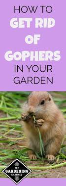 If you need to get rid of gophers in your yard without killing them, you may be able to repel them with something you probably already have in your laundry bill talks about how integrity & professionalism are 2 qualities that very important to him when making a decision on what contractor to choose for his. How To Rid Your Yard Of Those Pesky Gophers Gardening Channel