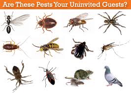quick and easy bug and pest control tips to keep bugs out of the house pin now read later termite control
