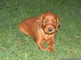 Breeders of merit are denoted by level in ascending order of: Akc Irish Setter Puppies 5 Males 5 Females Price 500 00 For Sale In Wilson Arkansas Best Pets Online