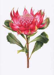 Waratah Botanical Illustration Australian Geographic Magazine Issue 130 Heidi Willis Botanical An Botanical Illustration Botanical Painting Botanical Art