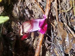 Image result for Micrargeriella aphylla