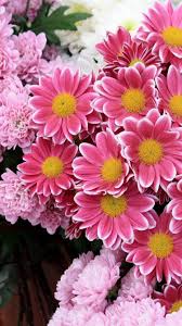 Flower Iphone Wallpapers Top Free Flower Iphone Backgrounds Wallpaperaccess