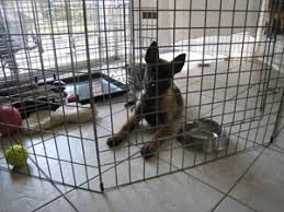 Ditulis jupiterz sabtu, 26 september 2020 tulis komentar edit. Where S The Potty How To House Train Your Puppy Karen Pryor Clicker Training