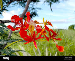 Image result for Delonix